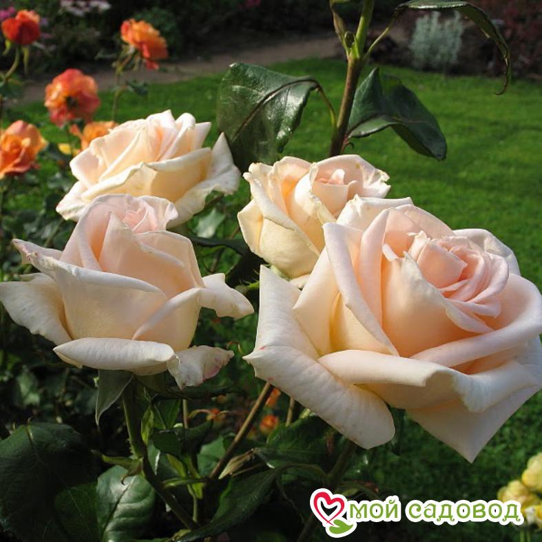 Роза Осиана