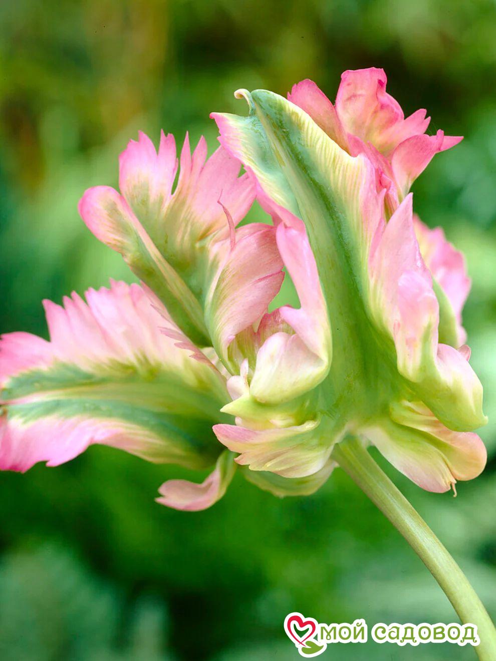 Тюльпан попугайный Грин Вейв