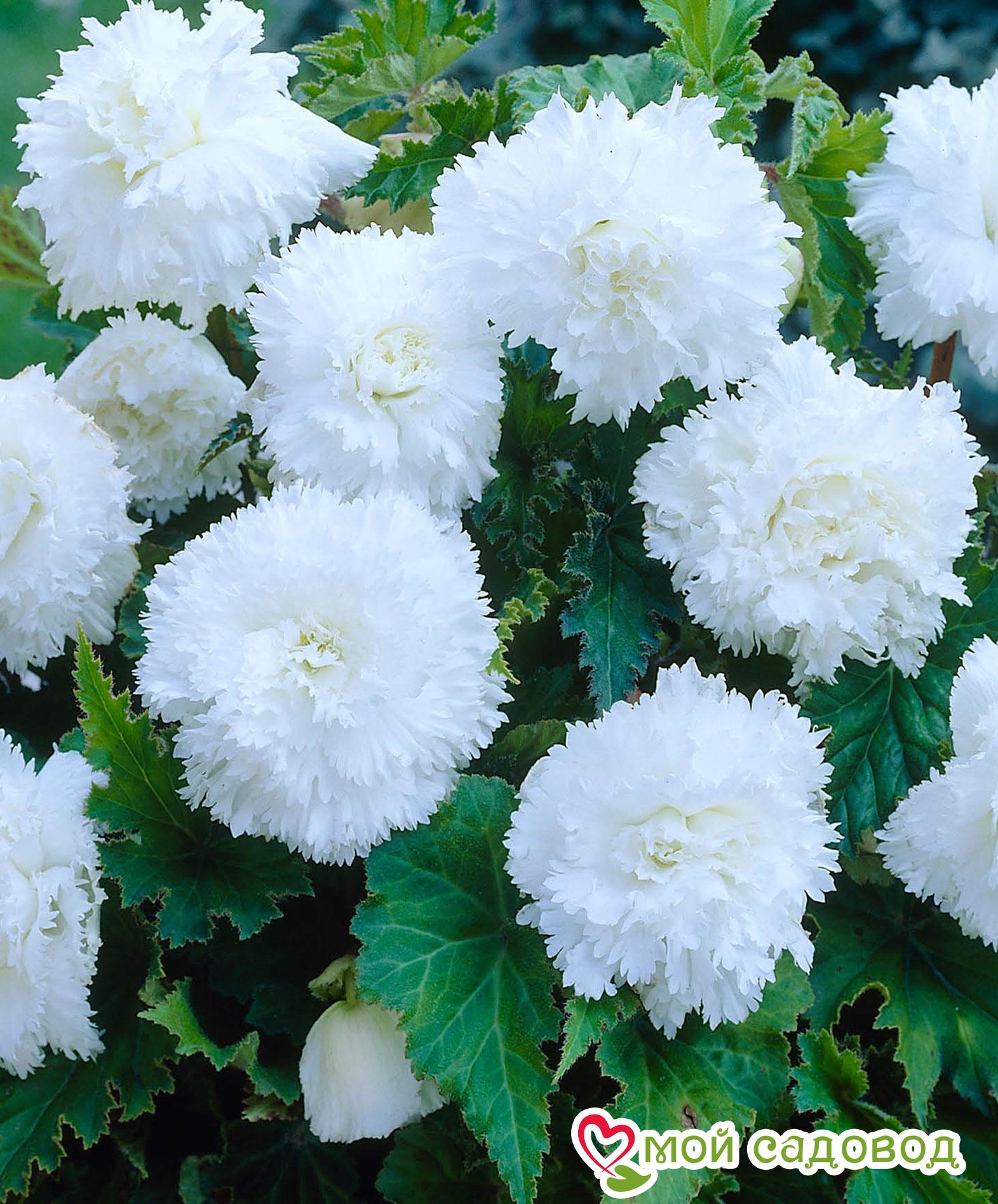 БЕГОНИЯ ФИМБРИАТА ВАЙТ