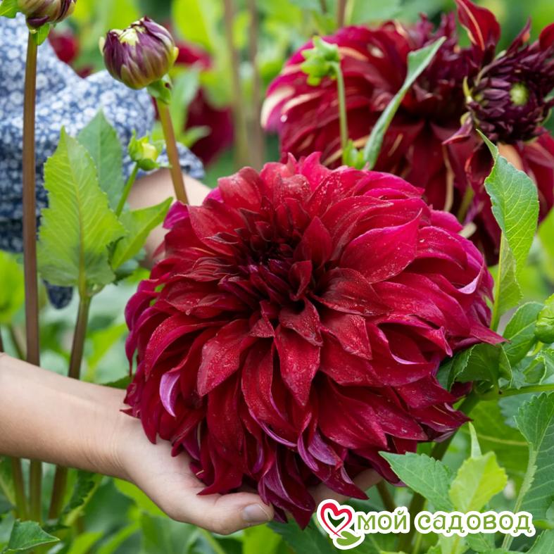 Георгина Богемиан Спартакус