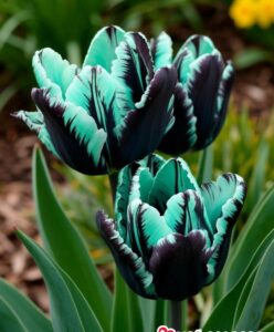 Тюльпан Мельбурн